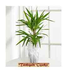 Çift Kök Yucca Açılış Çiçeği | Gaziantep Saksı Çiçeği
