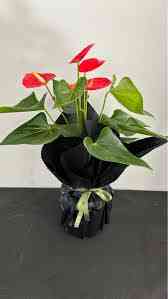 thal Antoryum Bitkisi – Zarif ve Gösterişli Salon Çiçeği