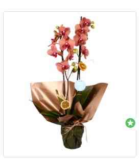 Nizip çiçek ateş kırmızı Orkide İTHAL