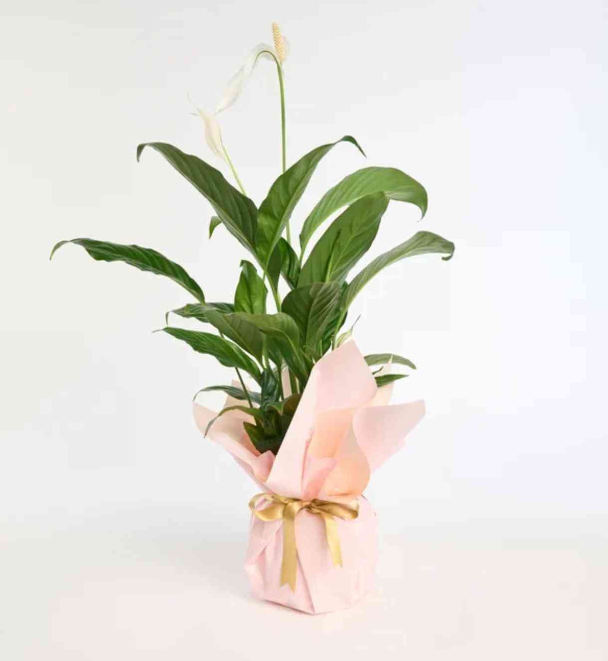 Nizip çiçekçi spatfilyum BARIŞ ÇİÇEĞİ