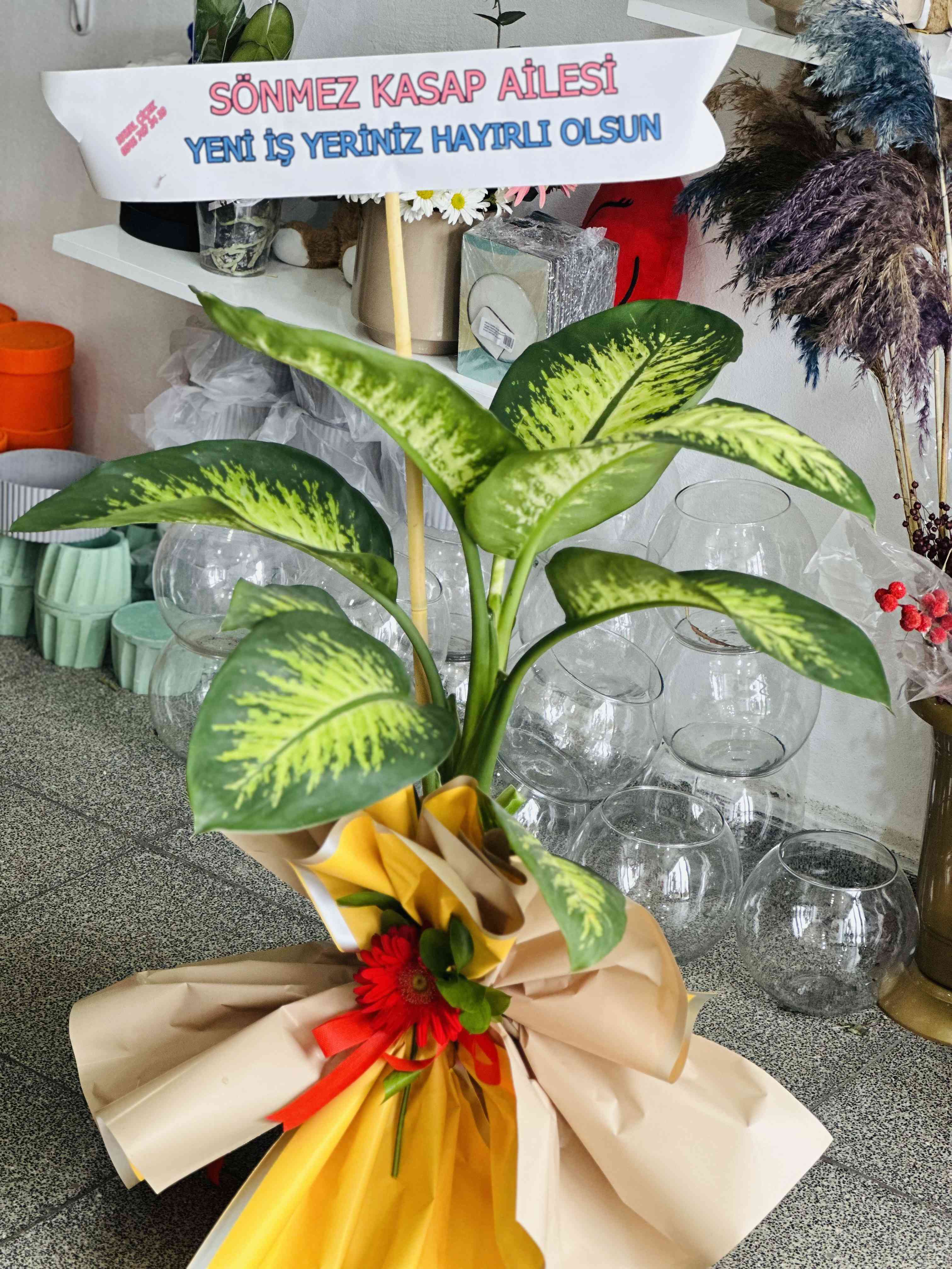 Saksı çiçeği tropic 