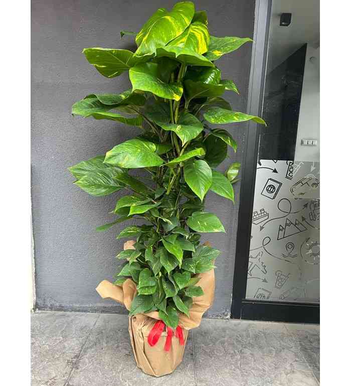 PATOS SARMAŞIK UZUN BOY 